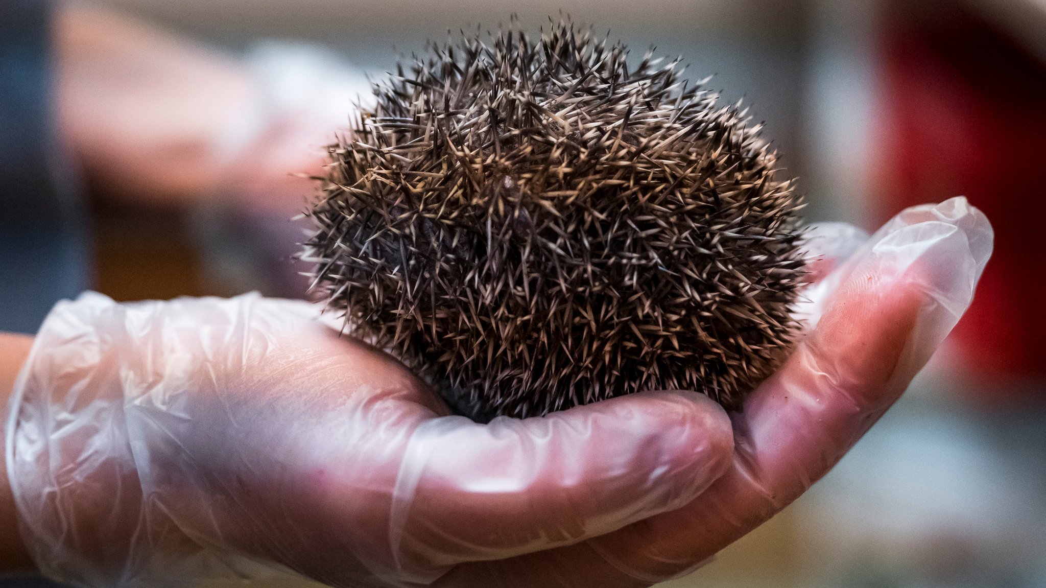 Eine Tierpflegerin hält einen wenige Wochen alten Igel in der Hand. 