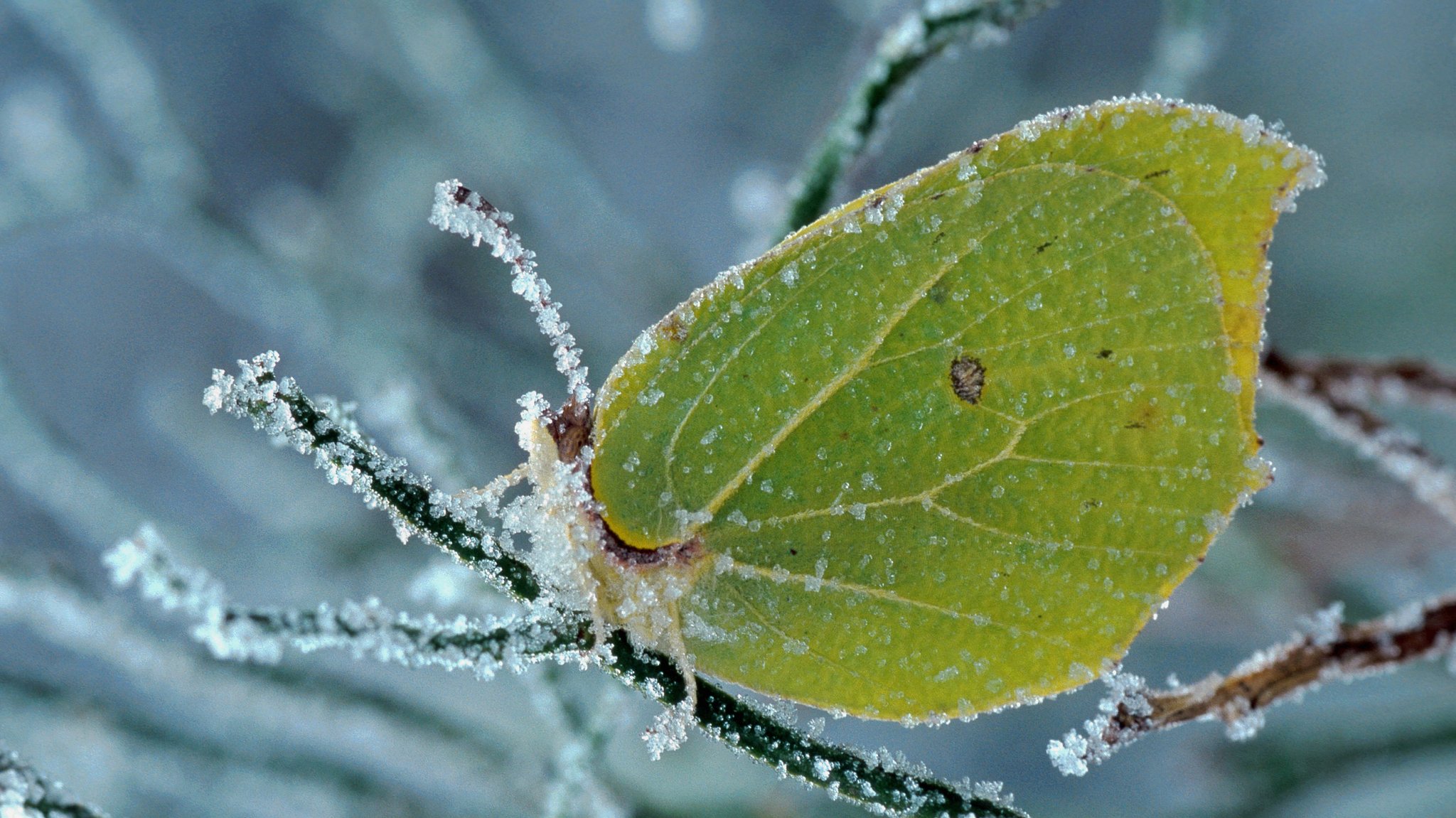 Zitronenfalter im Winter