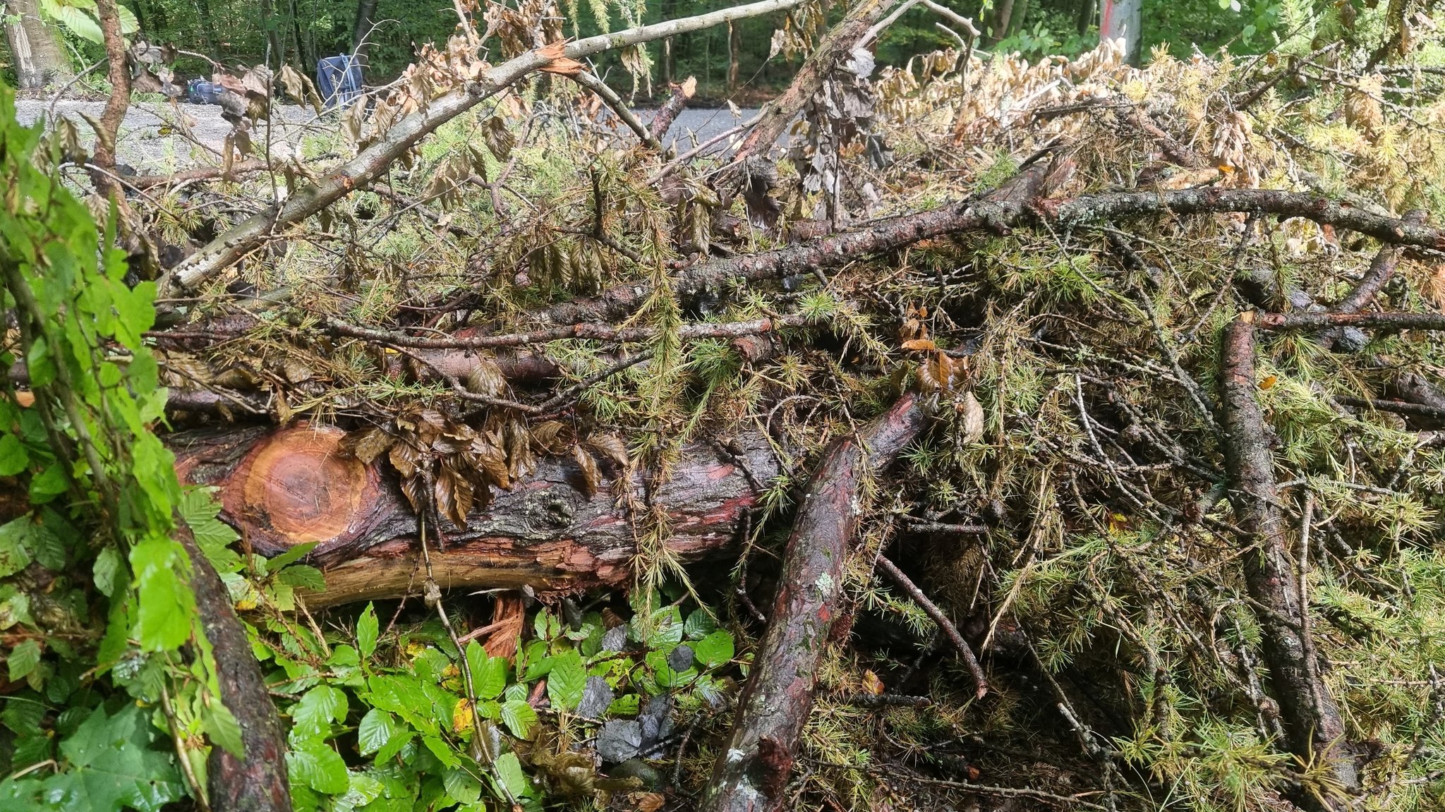 Im Wald liegen viele verschiedene Arten von Holz.