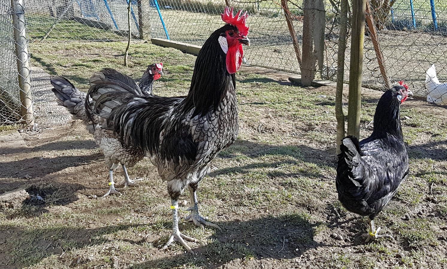 Raritat Aus Bayern Das Bedrohte Augsburger Huhn Br24