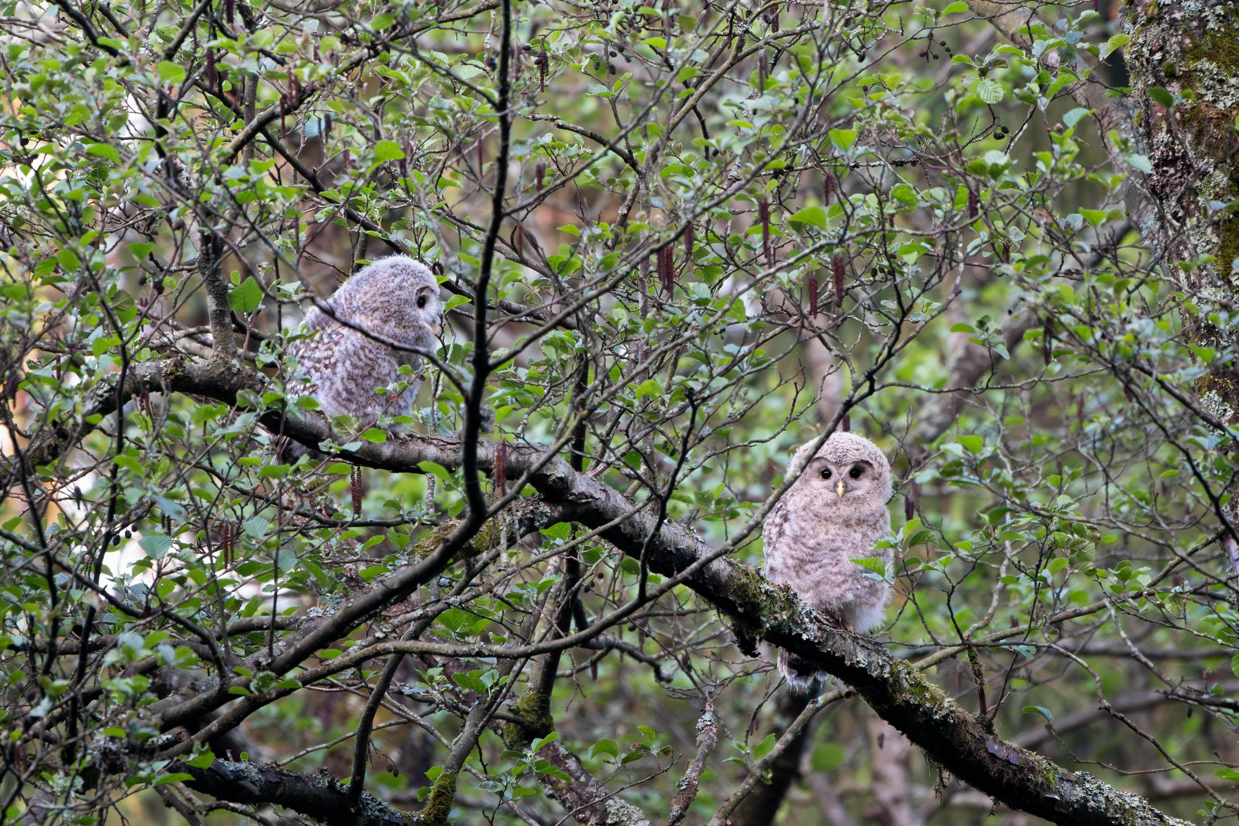 Zwei junge Habichtskäuze sitzen auf einem Baum im Naturpark Steinwald