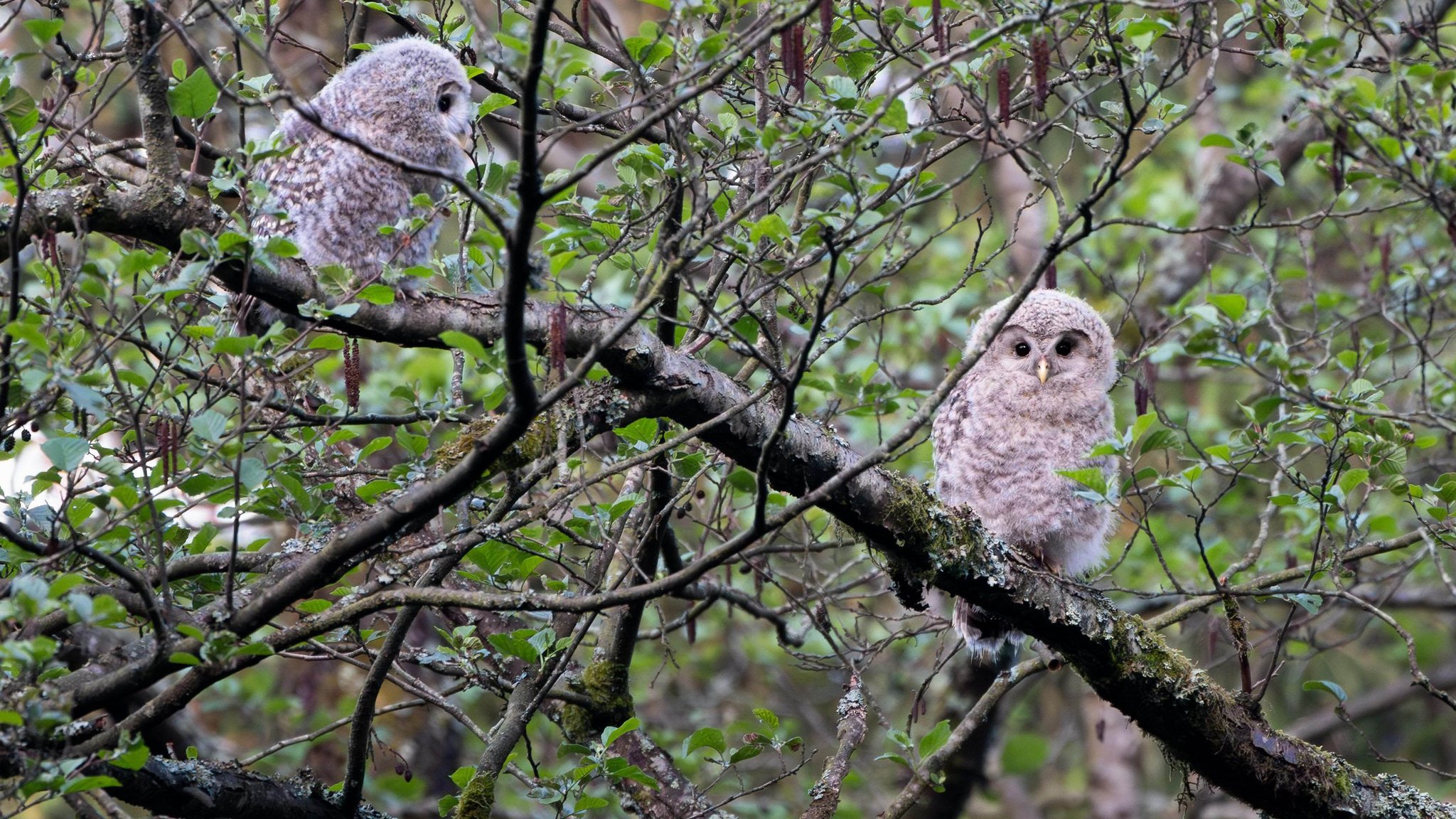 Zwei junge Habichtskäuze sitzen auf einem Baum im Naturpark Steinwald