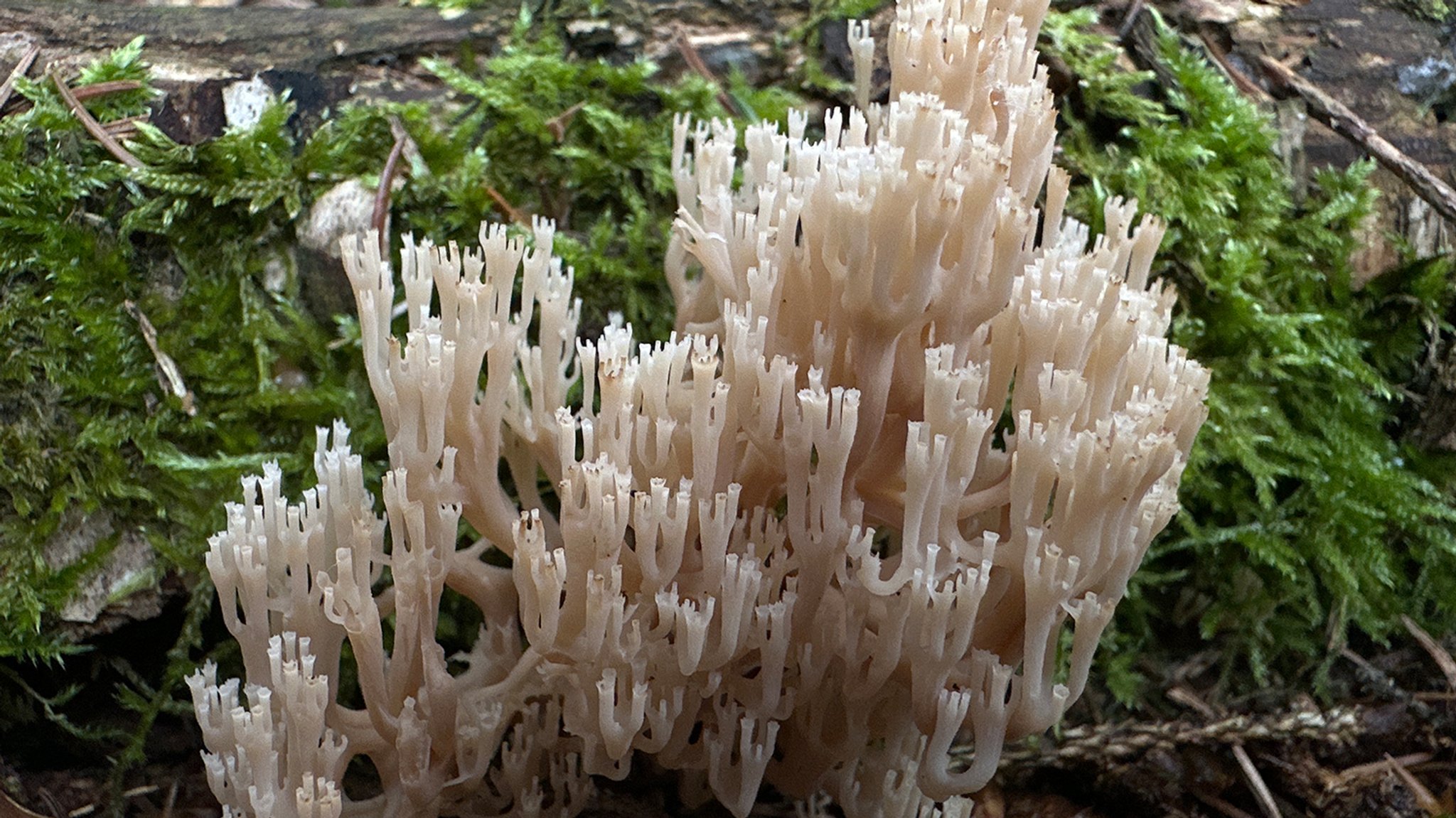 Der Pilz sieht aus wie eine Koralle - mit vielen kleinen Armen, die an einen Kronleuchter erinnern. | Bild: Nationalpark Bayerischer Wald/Peter Karasch Der Pilz sieht aus wie eine Koralle - mit vielen kleinen Armen, die an einen Kronleuchter erinnern.