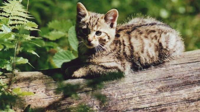 Naturschutzer Hoffen Auf Seltene Wildkatze Rund Um Munchen Br24