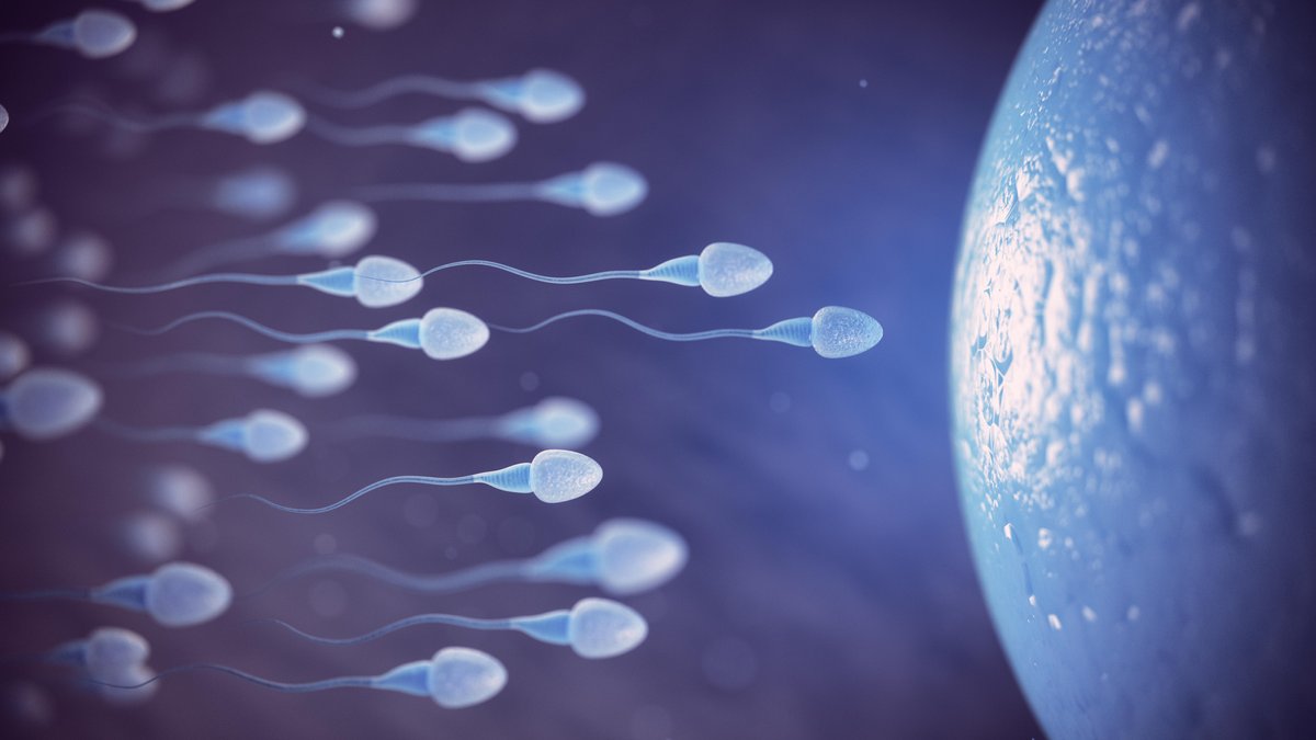 Spermien unterm Mikroskop | Bild: picture alliance / Zoonar | Maksym Yemelyanov Spermien unterm Mikroskop