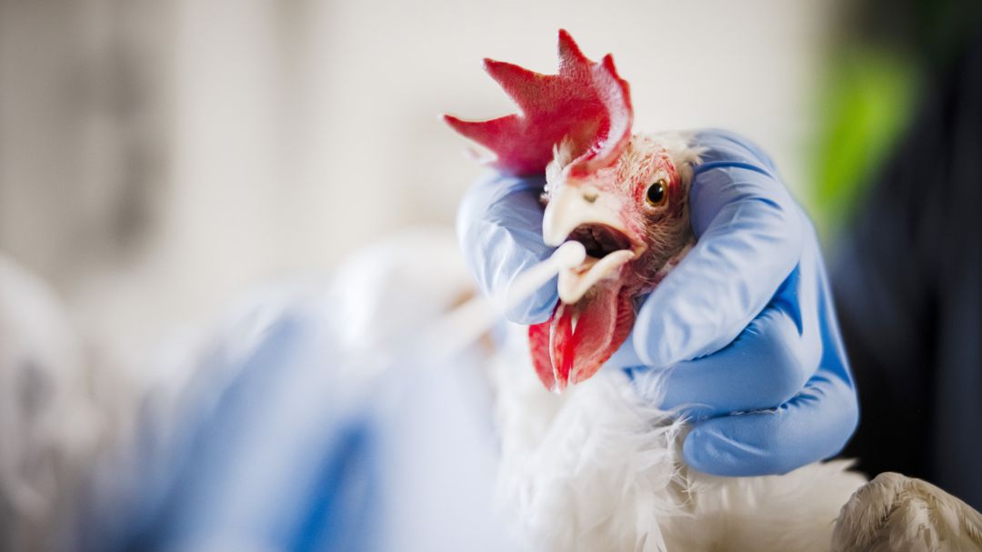 Huhn wird auf die Vogelgrippe getestet.