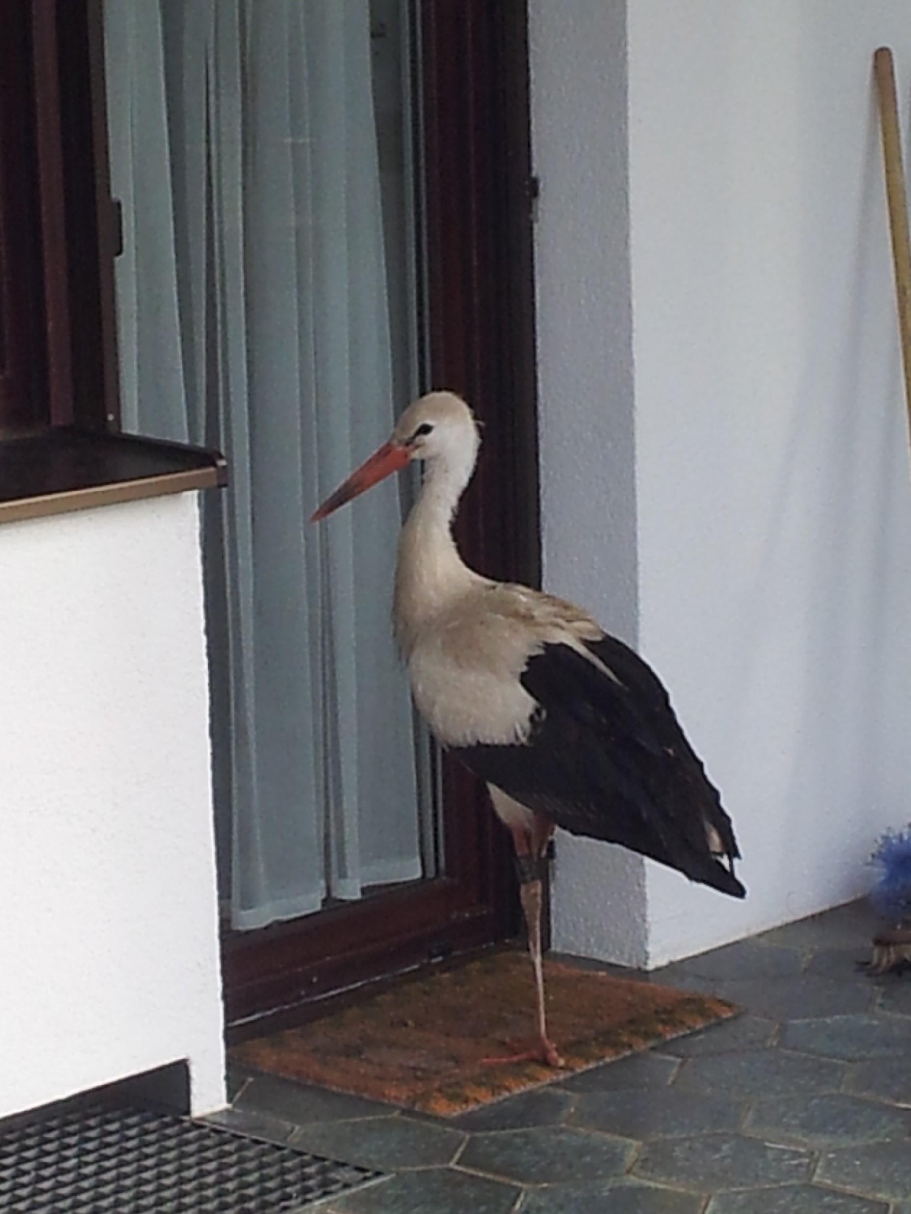 Storch Hansi steht im Winter plötzlich an der Terrassentür in Winhöring bei Altötting. Seine ganze Geschichte: im Podcast "Namenlose Helden" ab 30.8.25 in der ARD Audiothek.