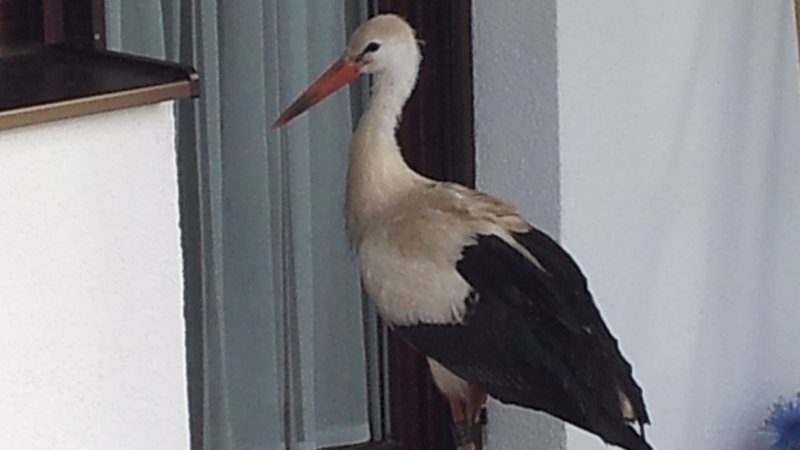 Storch Hansi steht im Winter plötzlich an der Terrassentür in Winhöring bei Altötting. Seine ganze Geschichte: im Podcast "Namenlose Helden" ab 30.8.25 in der ARD Audiothek. | Bild: Martin Wikelski, Max-Planck-Institut für Verhaltensbiologie Storch Hansi steht im Winter plötzlich an der Terrassentür in Winhöring bei Altötting. Seine ganze Geschichte: im Podcast "Namenlose Helden" ab 30.8.25 in der ARD Audiothek.