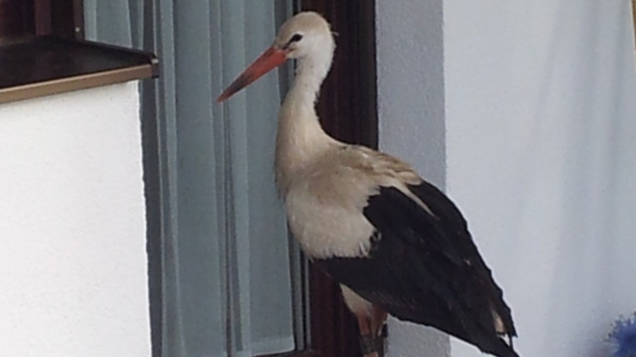 Wie Storch Hansi Forscher und Anwohner überraschte
