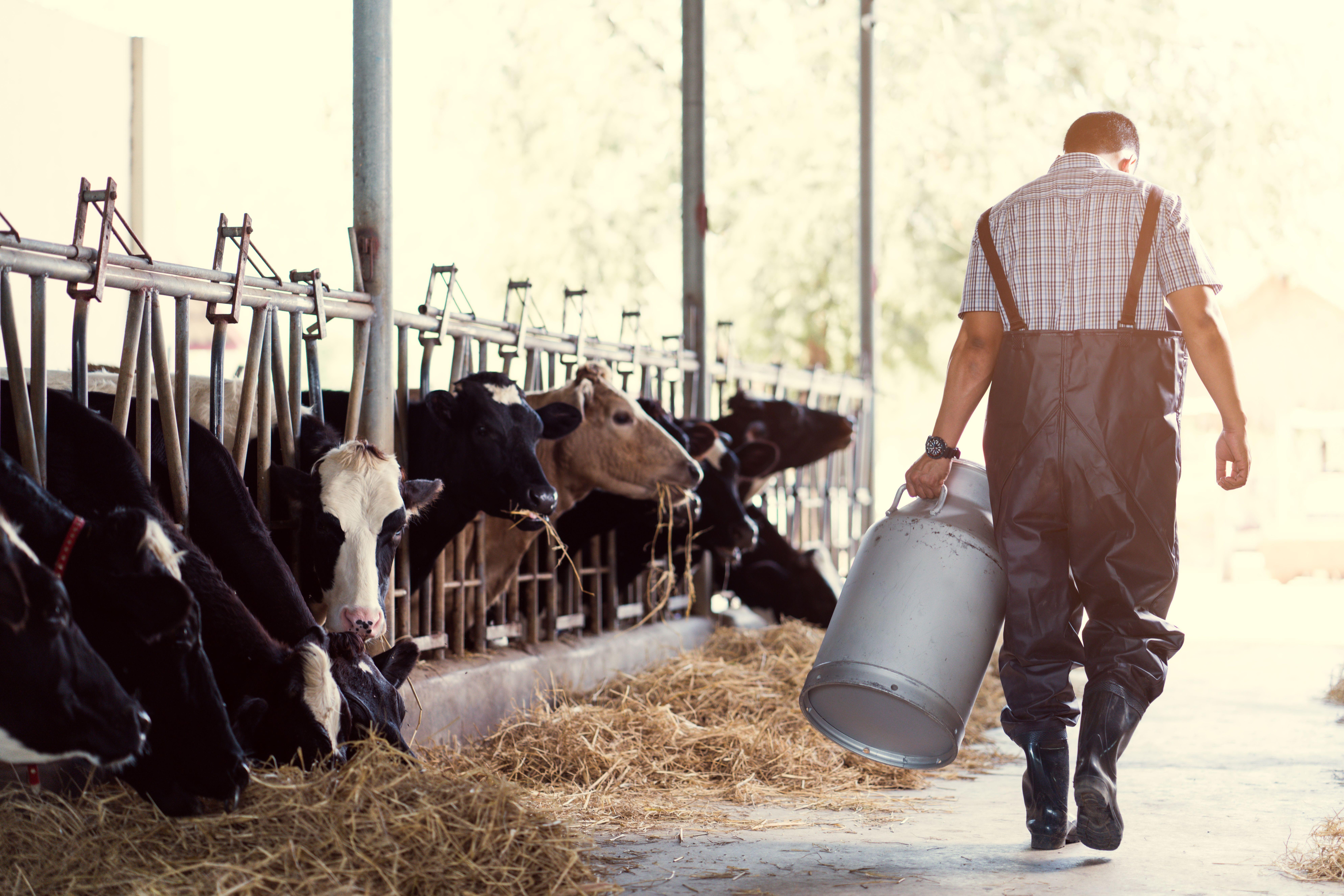 In einem Stall geht ein Landwirt mit einer Milchkanne in der Hand an Kühen vorbei.