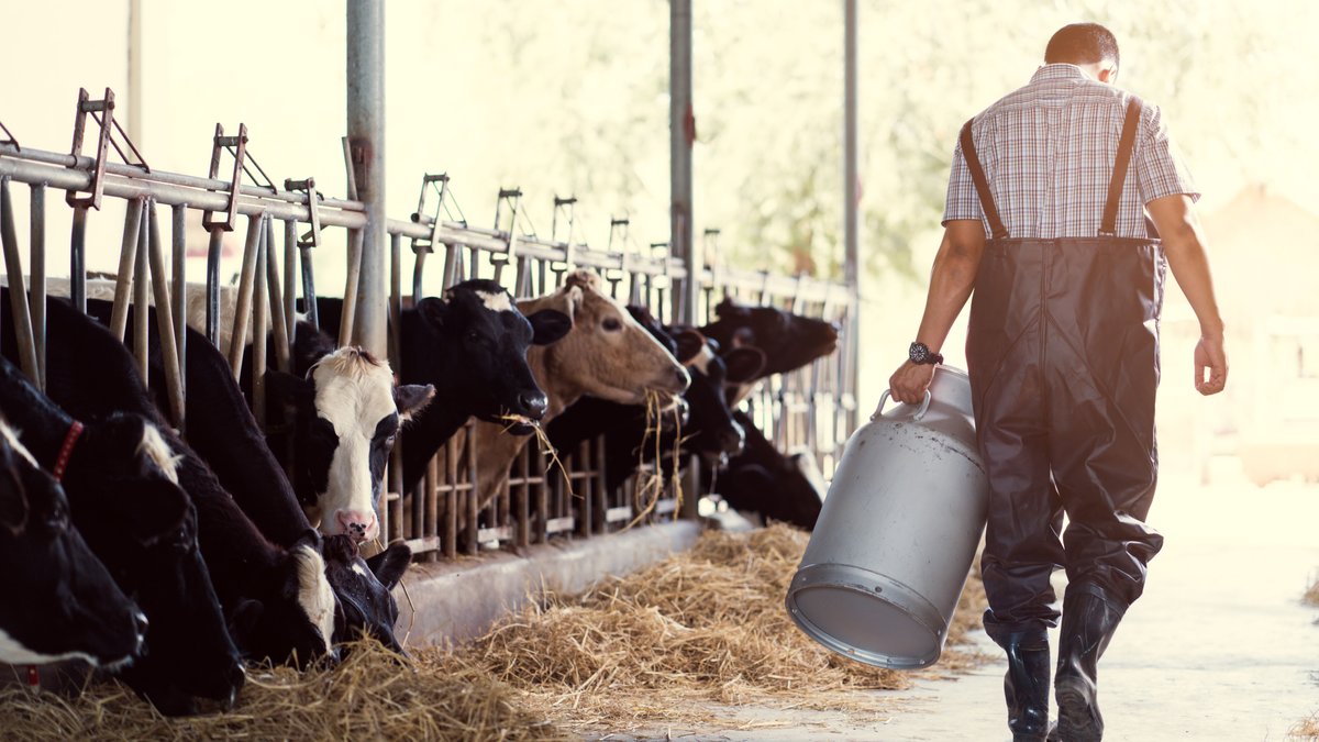 In einem Stall geht ein Landwirt mit einer Milchkanne in der Hand an Kühen vorbei.