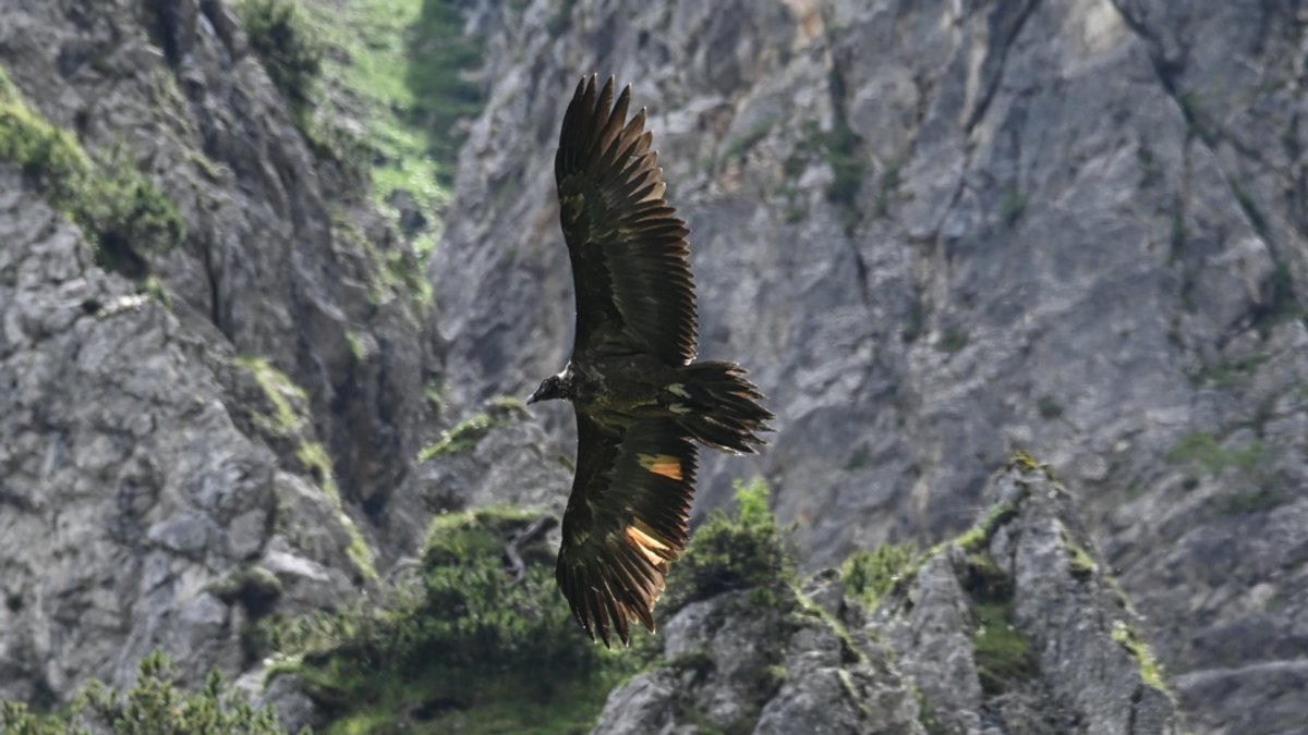 Bartgeier Wally fliegt im Nationalpark Berchtesgaden durch die Lüfte. 