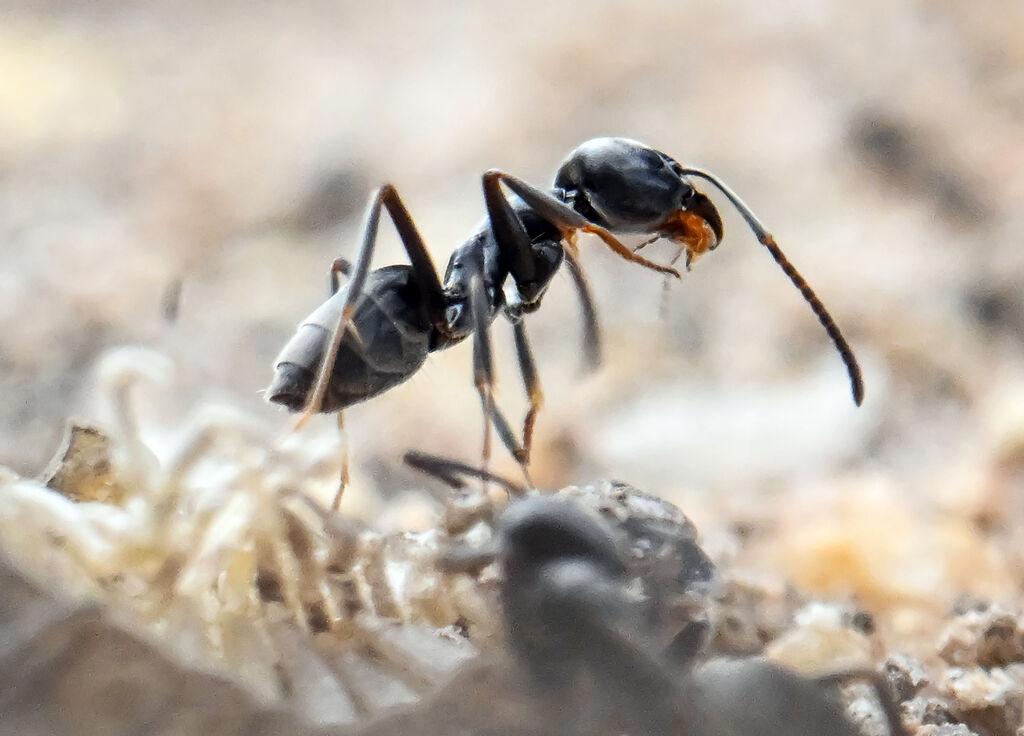 Am Bordstein einer Straße krabbeln Ameisen. 