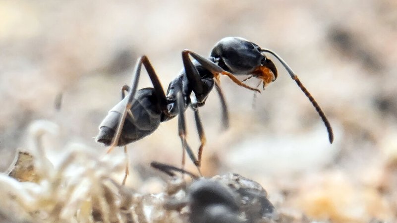 Am Bordstein einer Straße krabbeln Ameisen. | Bild: dpa-Bildfunk/Uli Deck Am Bordstein einer Straße krabbeln Ameisen.