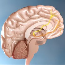 Neuroplastizität - Wie das Gehirn sich neu strukturiert | Bild: picture alliance / Zoonar | ersin arslan