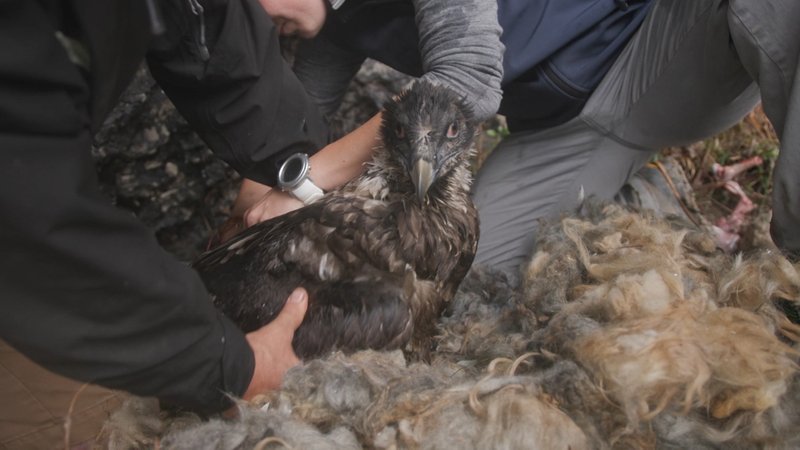 Nach 100 Jahren ist der Bartgeier wieder im Nationalpark Berchtesgaden. Zwei Exemplare des größten Greifvogels der Alpen wurden ausgewildert.