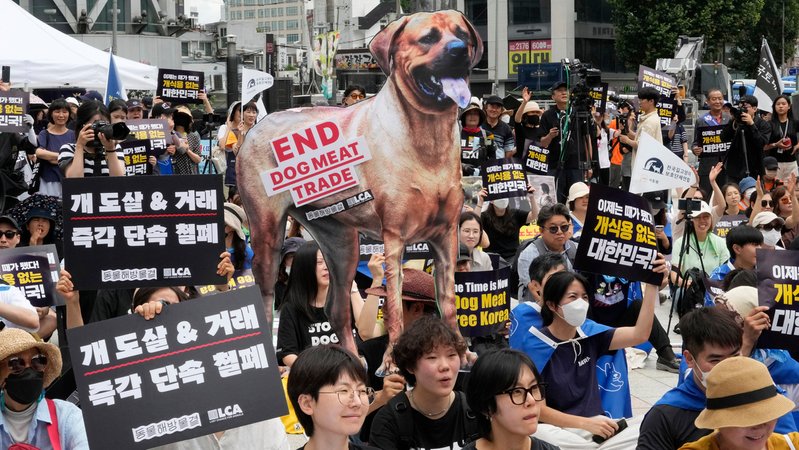 08.07.2023, Südkorea, Seoul: Tierschützer veranstalten eine Kundgebung gegen die traditionelle Kultur des Verzehrs von Hundefleisch.