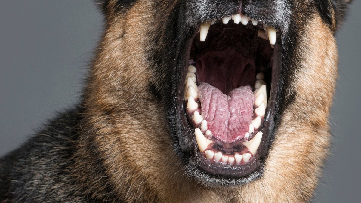 Hund beißt Frau ins Gesicht – schwer verletzt ins Krankenhaus