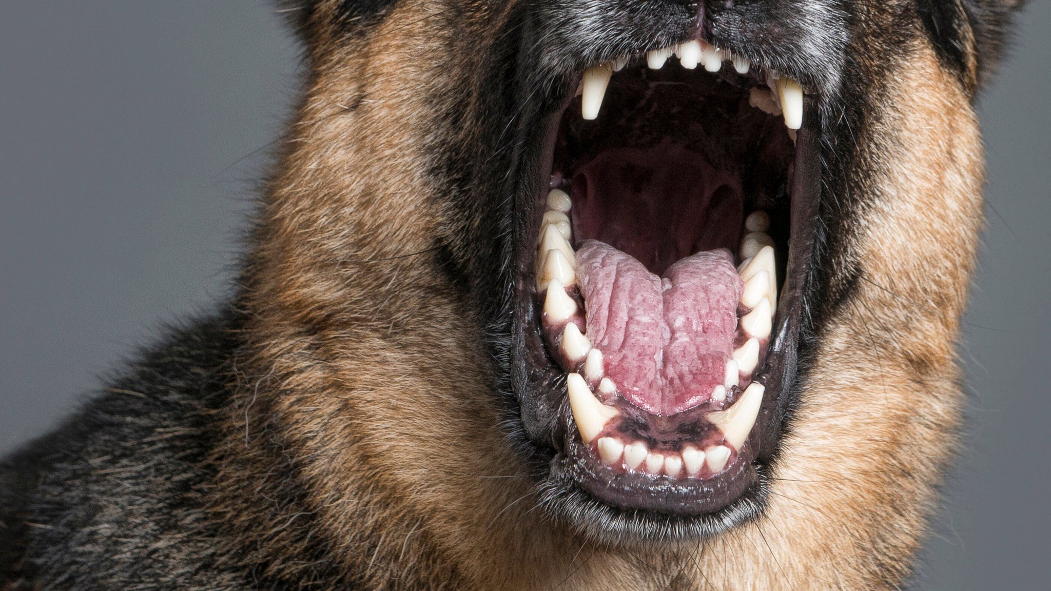 Hund beißt Frau ins Gesicht – schwer verletzt ins Krankenhaus