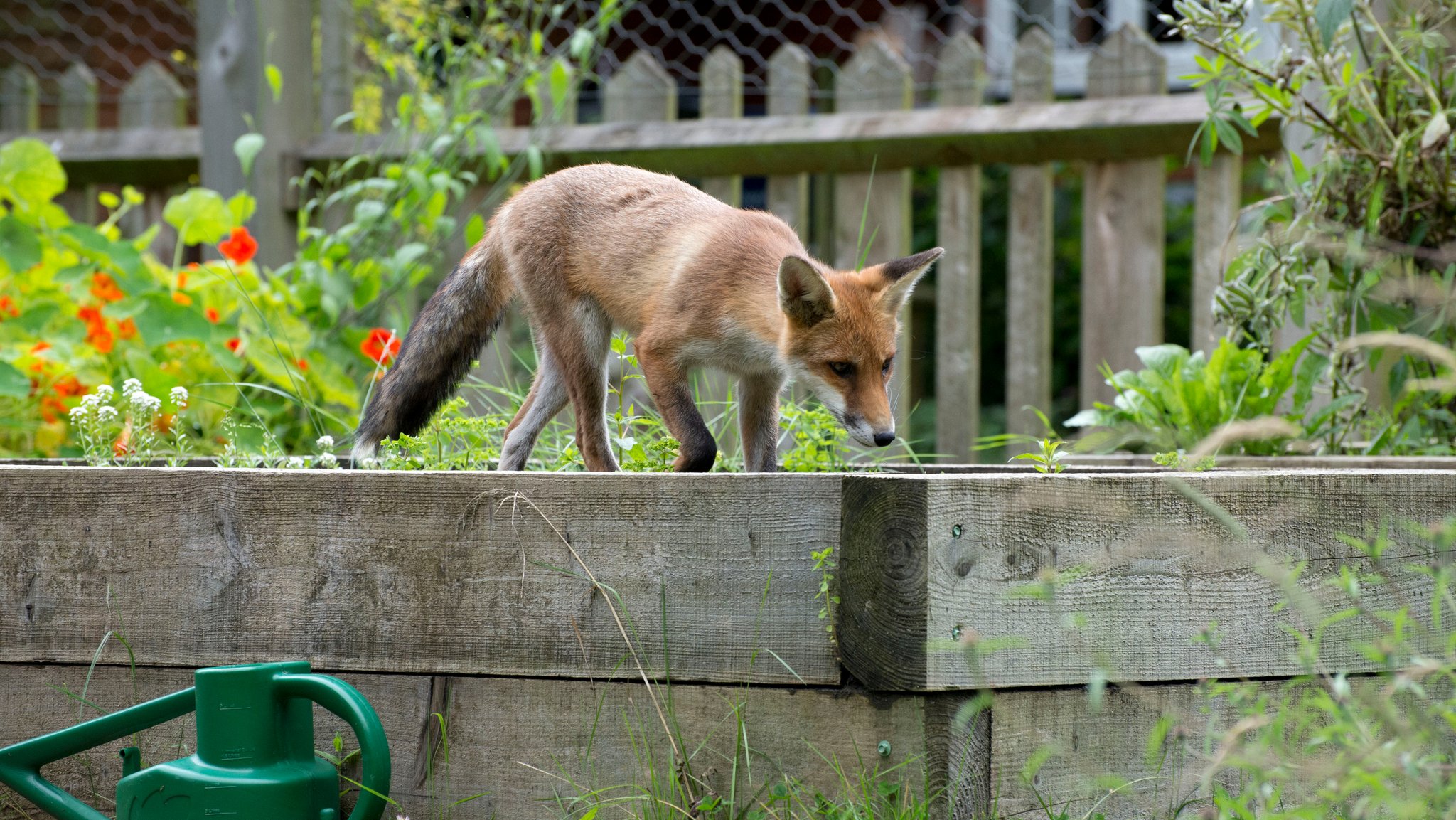 Fuchs im Garten