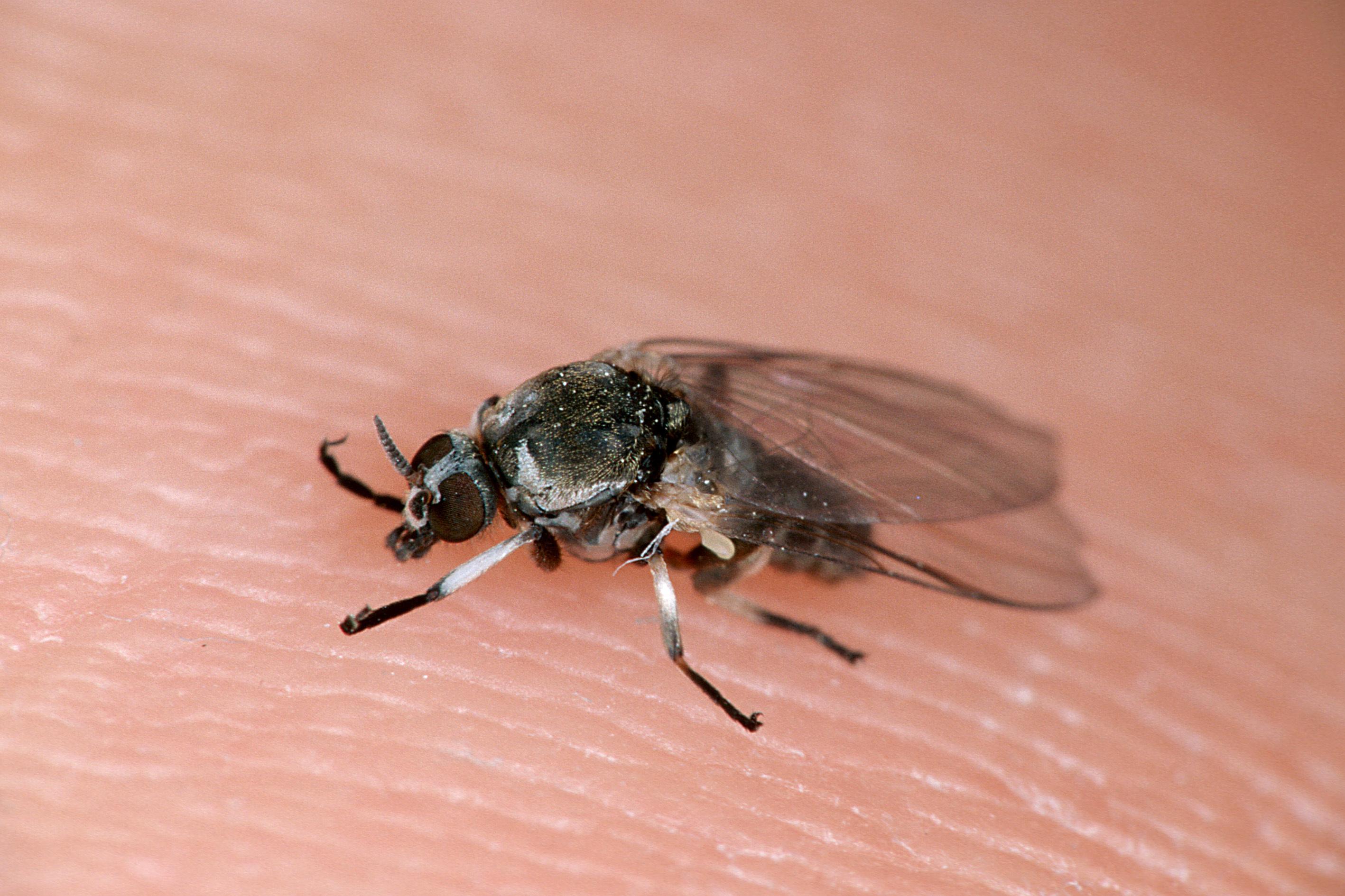 Eine Kriebelmücke auf Haut