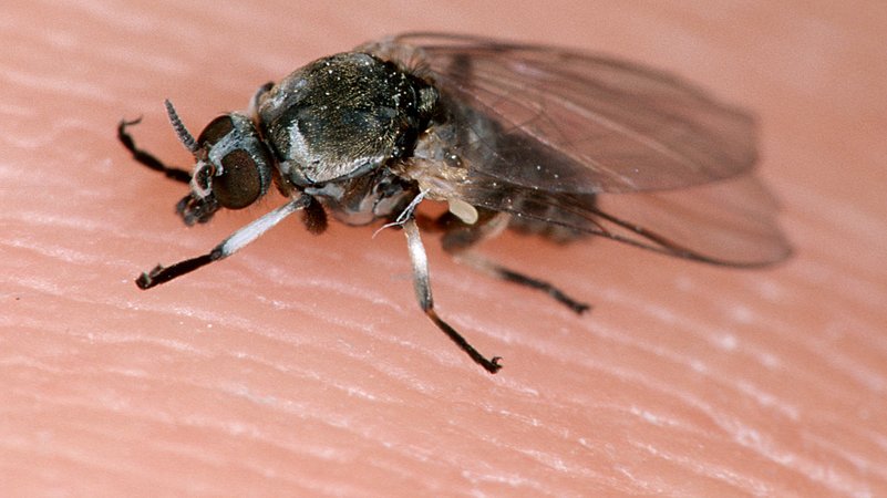 Eine Kriebelmücke auf Haut | Bild: picture alliance / WILDLIFE | WILDLIFE/P.Hartmann Eine Kriebelmücke auf Haut