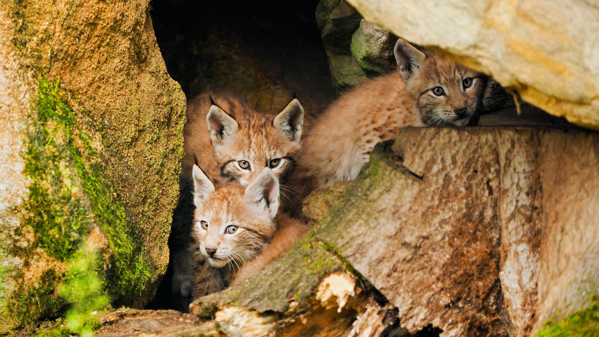 Drei Luchsbabys in einer Höhle