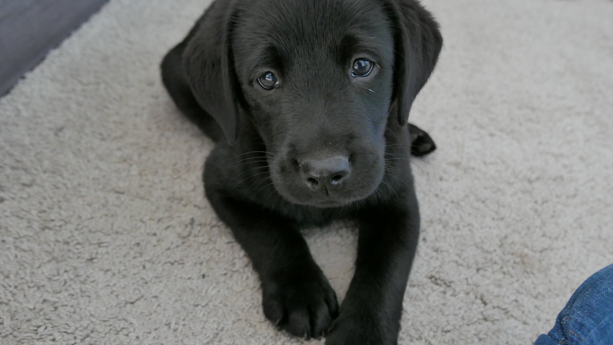 Ein Labrador-Welpe (Symbolfoto)