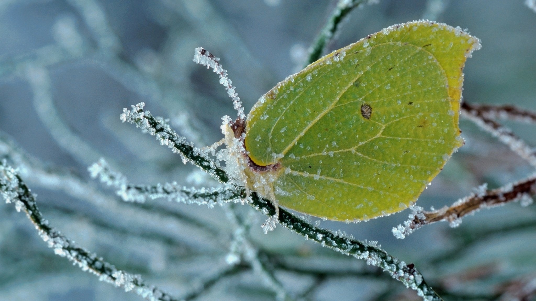 Insekten im Winter: Bitte nicht stören!