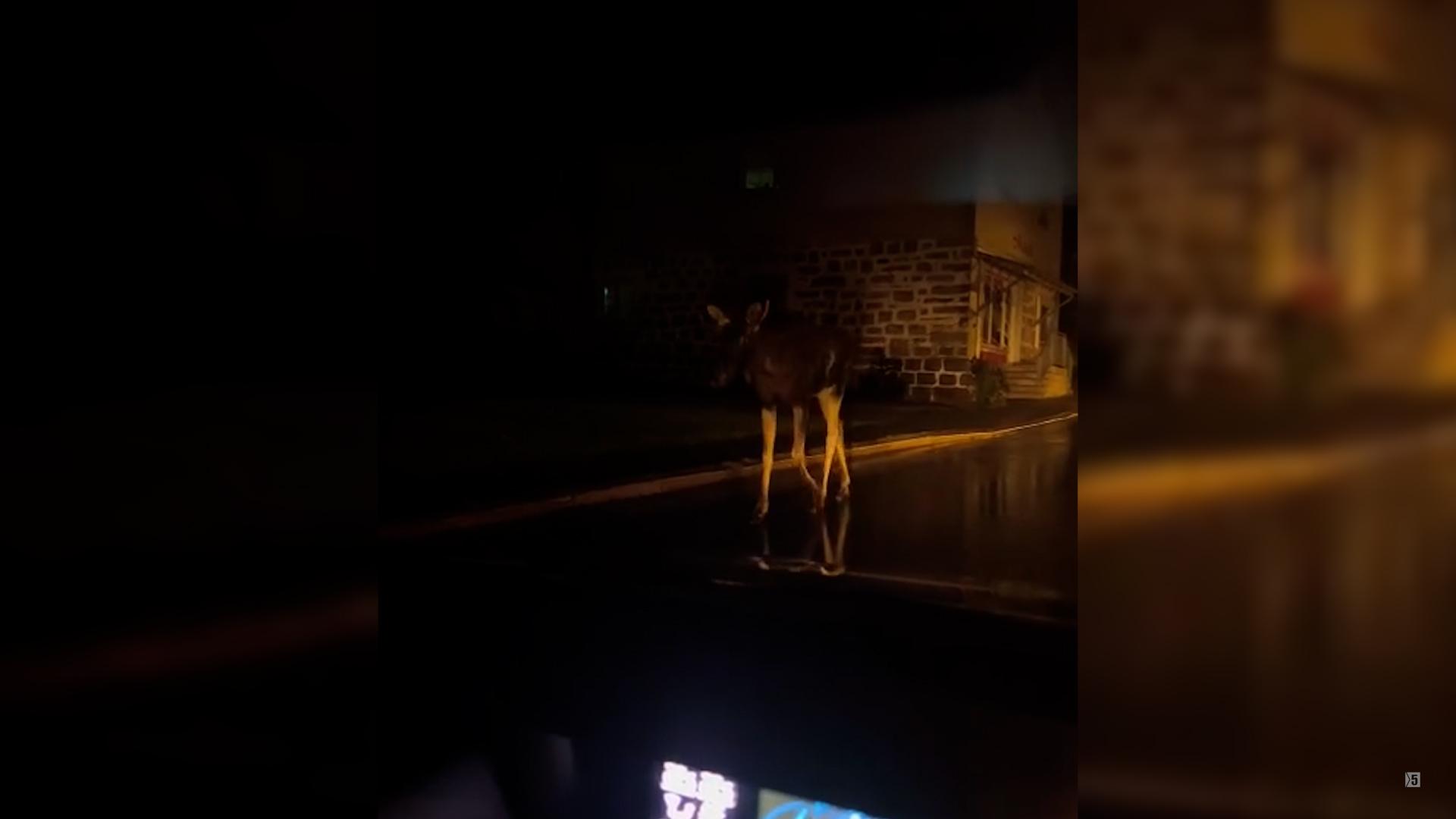 Elch Emil trabt durch Bischofsreut