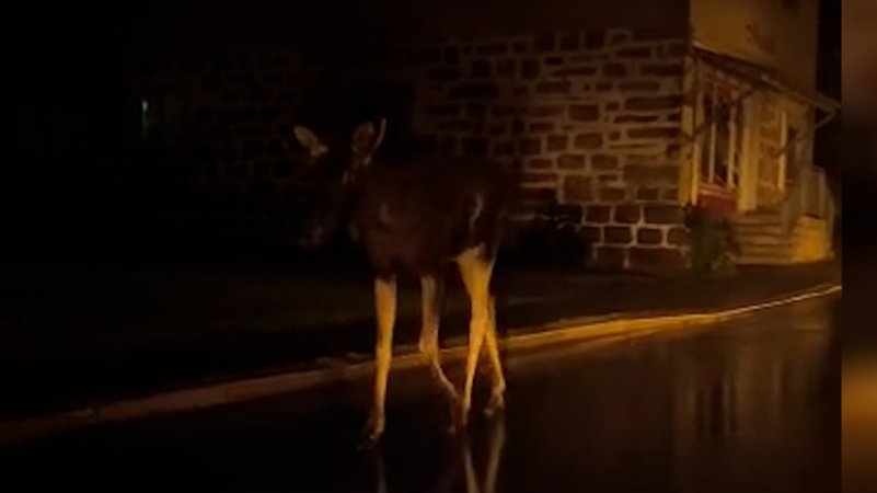 Elch Emil trabt durch Bischofsreut | Bild: News5 Elch Emil trabt durch Bischofsreut