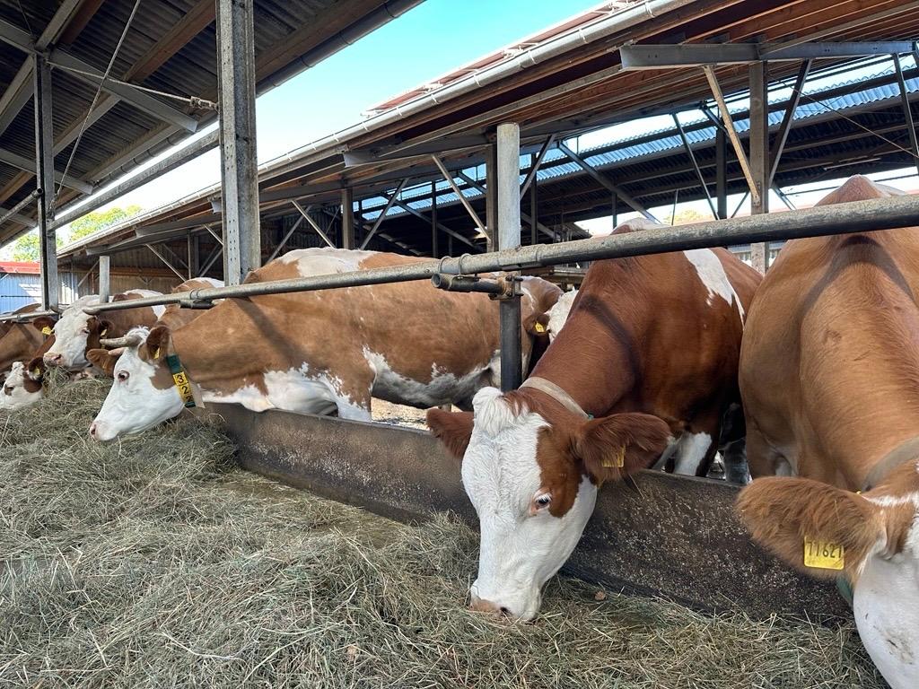 Knapp 80 Kühe hat Biobauer Holger Hofmann auf seinem Betrieb. 