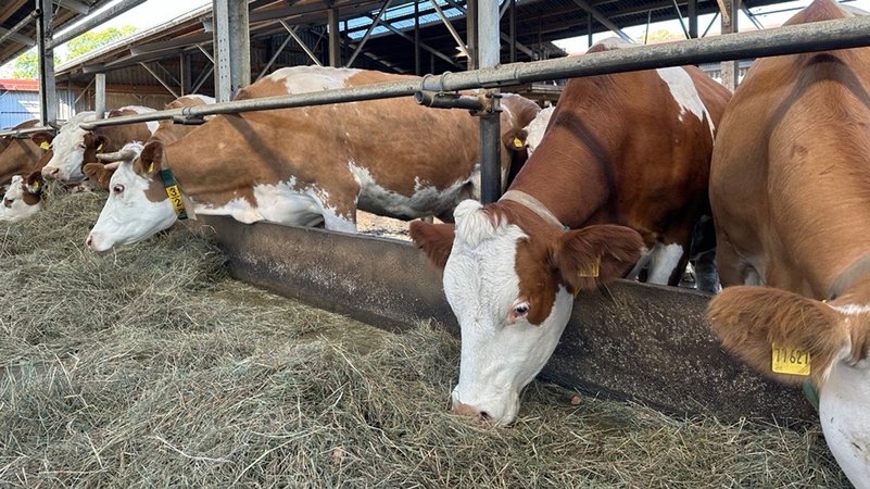 Knapp 80 Kühe hat Biobauer Holger Hofmann auf seinem Betrieb. | Bild: BR / Julia Rupprich Knapp 80 Kühe hat Biobauer Holger Hofmann auf seinem Betrieb.