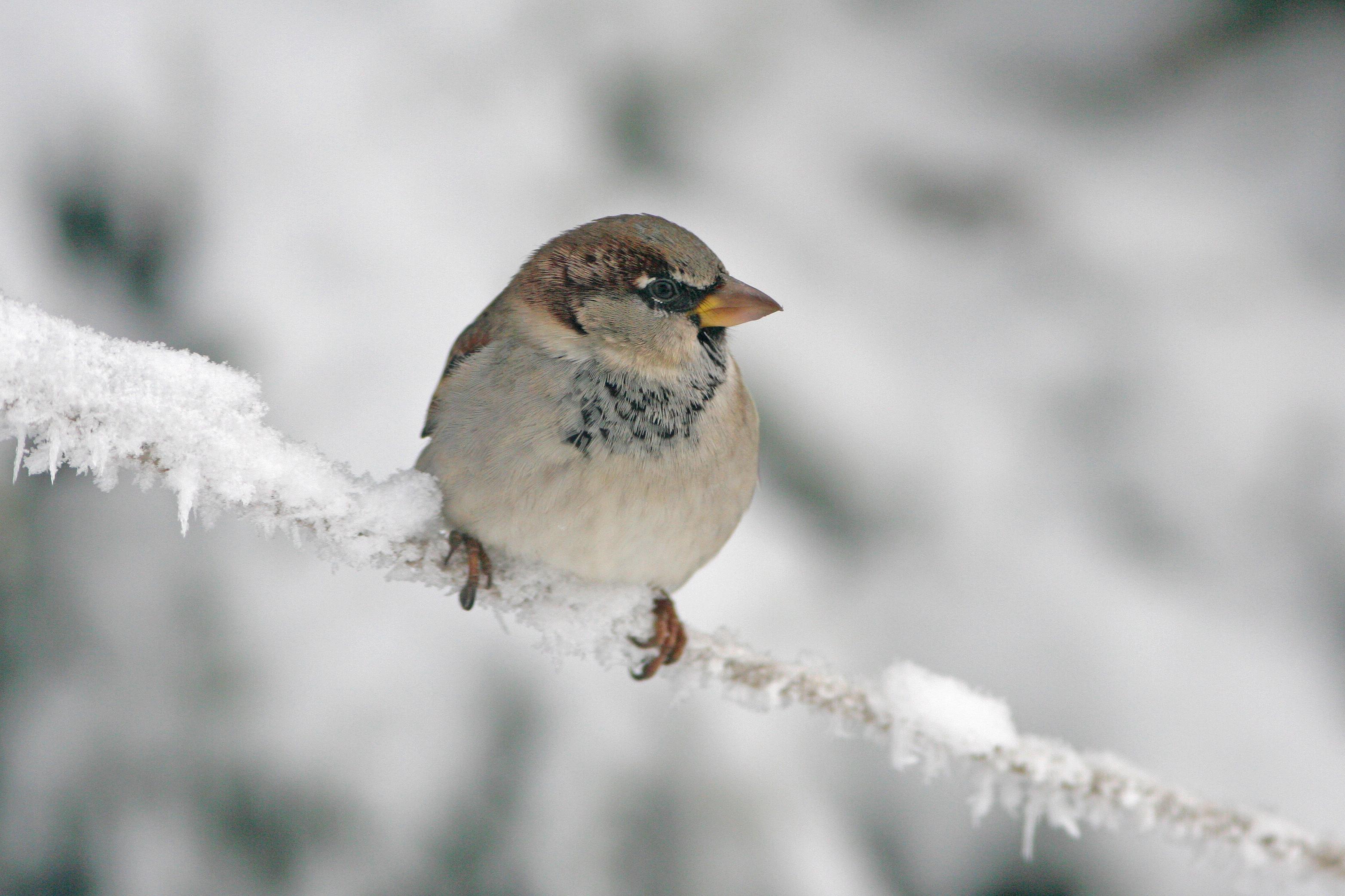 Haussperling auf einem gefrorenen Ast im Winter.