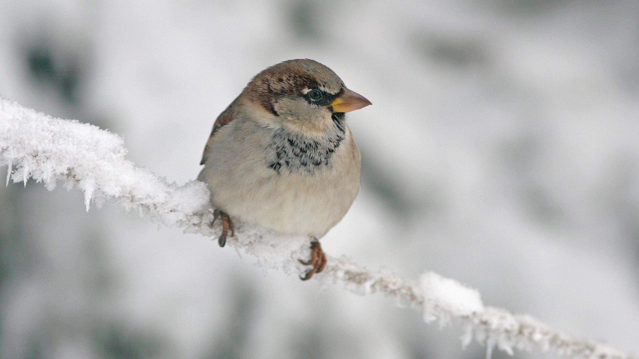 Haussperling auf einem gefrorenen Ast im Winter.