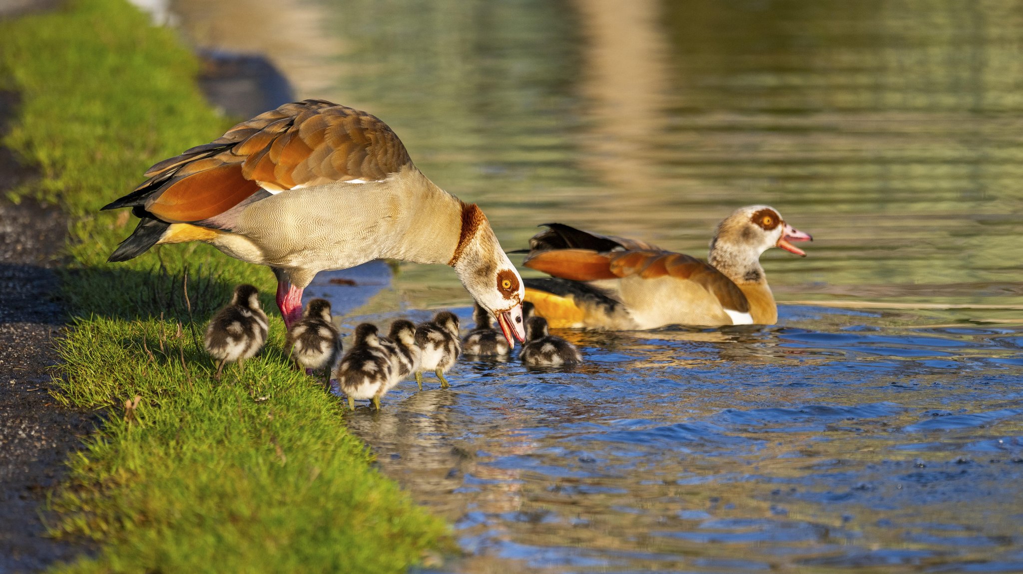 Nilgans mit Familie an einem See in Bayern