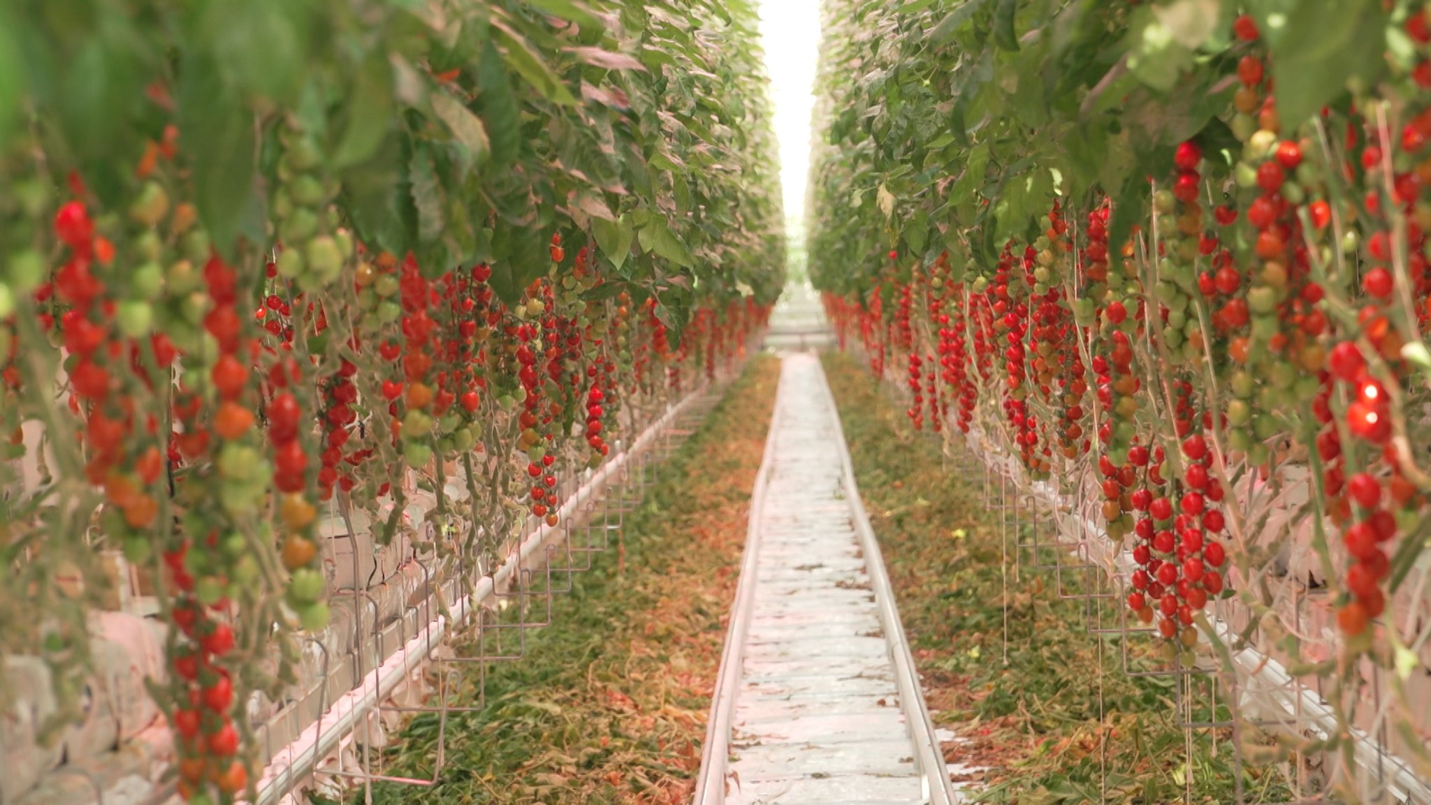 Tomatenpflanzen im beleuchteten Gewächshaus