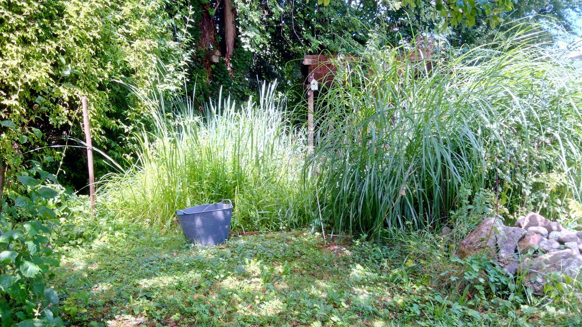 Im Hintergrund wachsen Bäume und Sträucher, im Vordergrund eine Wiese. Dazwischen hohe Gräser.