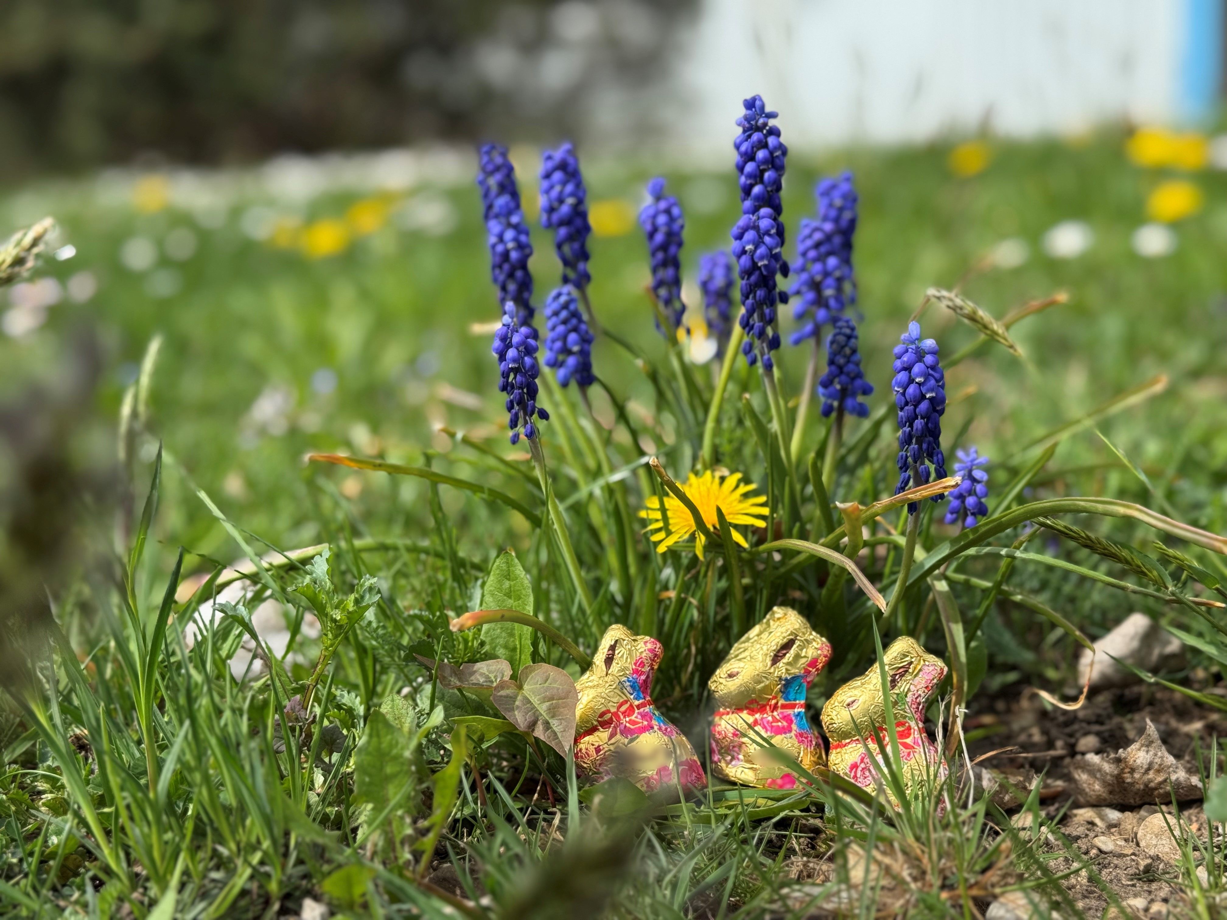 Kleinere Osternester? Schokolade und Backzutaten teurer | BR24 Kleinere Osternester? Schokolade und Backzutaten teurer | BR24