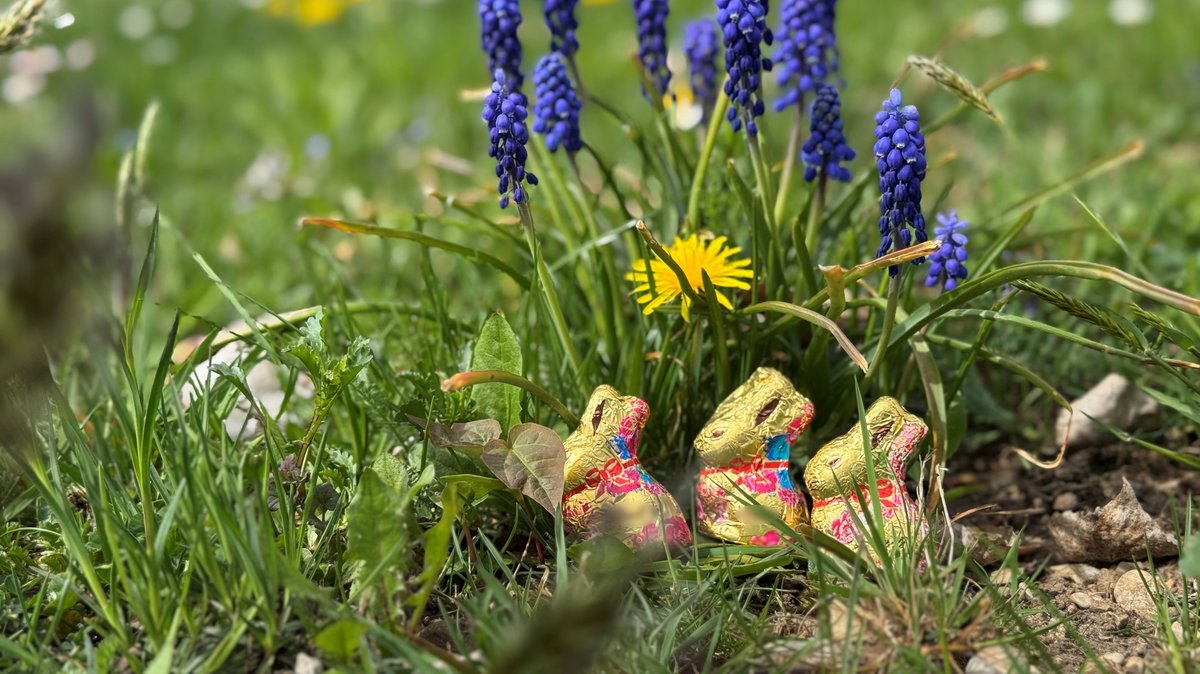 Drei Schokohasen verstecken sich in einer Wiese.