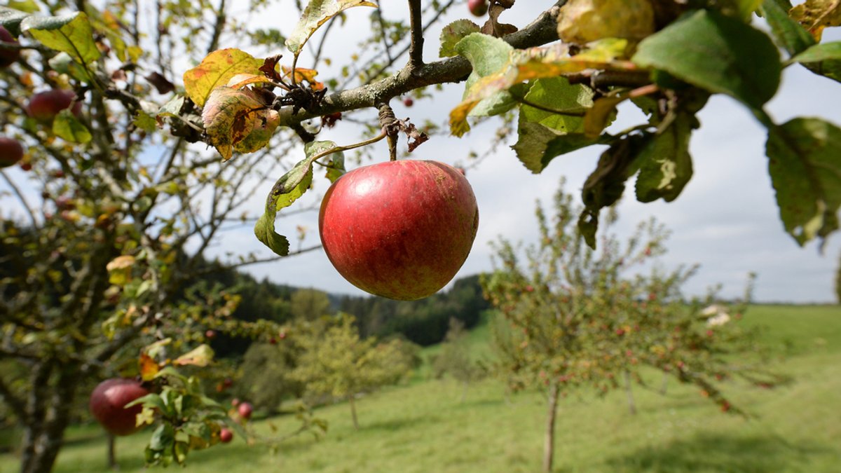 Äpfel sind auf einer Wiese mit Streuobstbäumen zu sehen. Streuobstwiesen helfen dabei, die Artenvielfalt zu sichern, gelten aber als gefährdet.