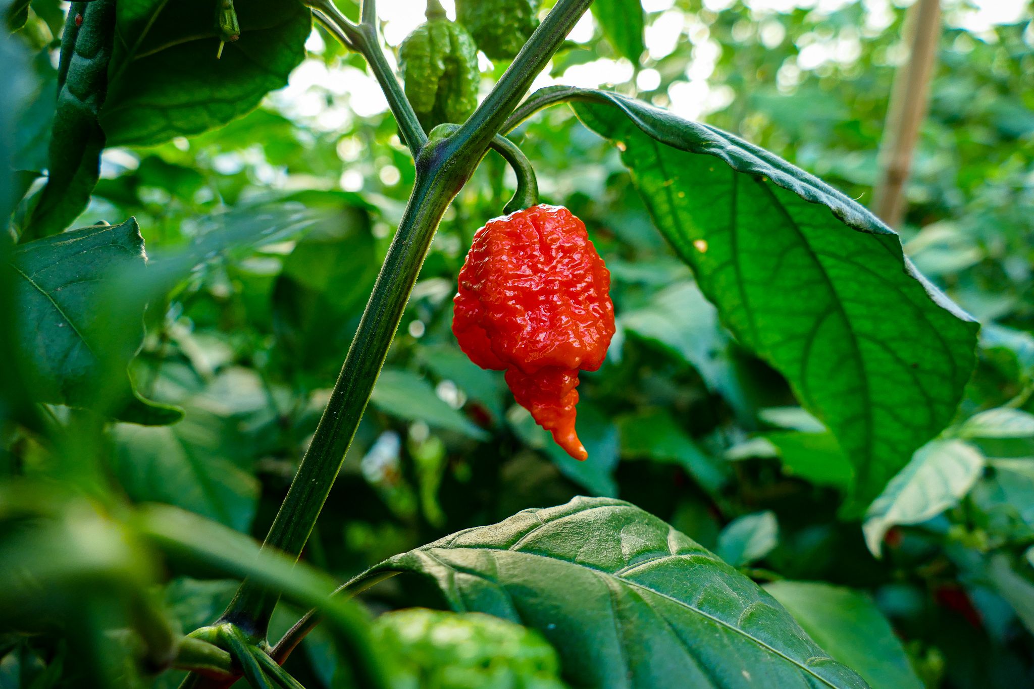 Euerbachs scharfe Schoten: Drei Freunde gründen Chili-Manufaktur | BR24