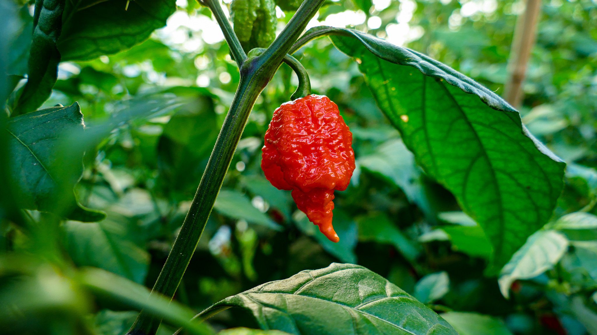 Die Carolina Reaper ist die schärfste Chili-Schote der Welt. Sie wächst auf einer Chilifarm in Euerbach im Landkreis Schweinfurt.