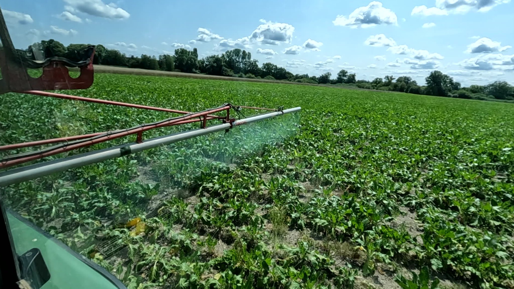 Traktor mit Spritze bringt Pflanzenschutzmittel auf Feld mit Bio-Zuckerrüben aus