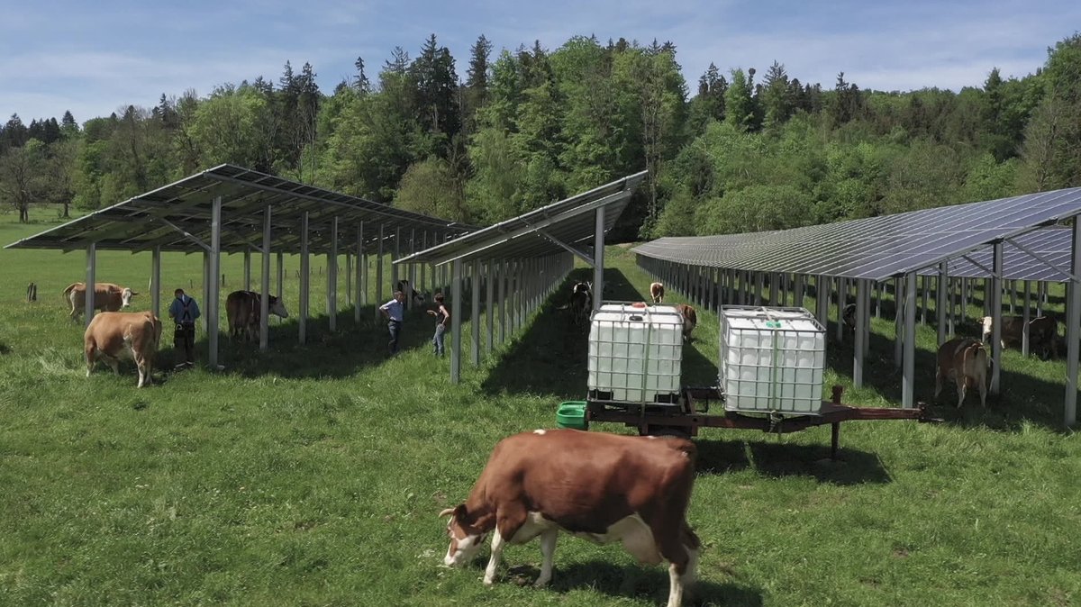 Kühe weiden auf einem Agri-PV-Freigelände