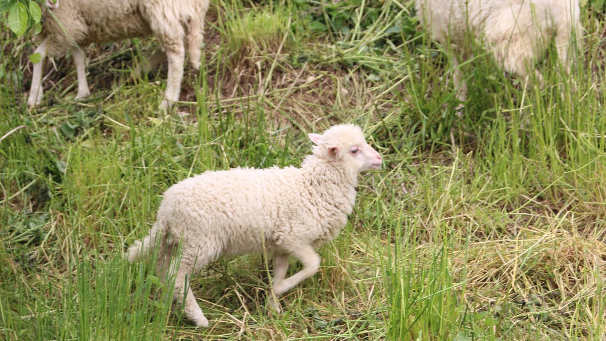 Ein Jungtier der Cikta-Schafe aus Illerbeuren.
