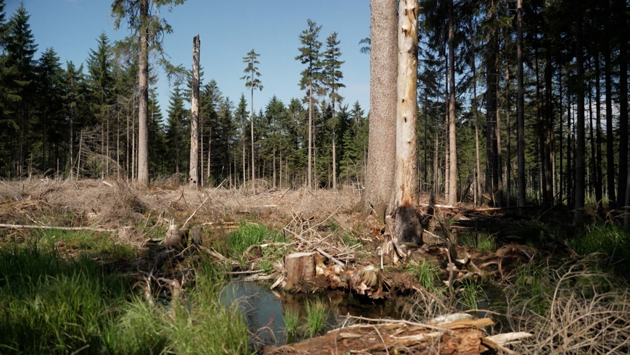 Moore: Was früher in Grusel- und Sagengeschichten für Gänsehaut-Momente sorgte, ist heute eine große Hoffnung im Kampf gegen den Klimawandel. Im Norden Bayerns arbeitet man schon seit 30 Jahren am Erhalt natürlicher Moore.