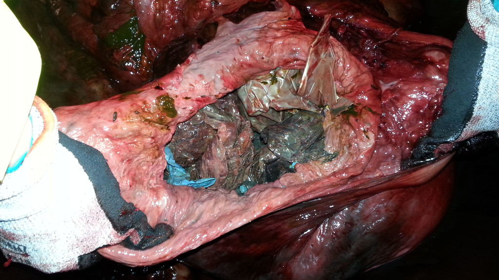 Die Universität Bergen hat den 2017 gestrandeten Schnabelwal obduziert. In seinem Magen: rund 30 Plastiktüten.