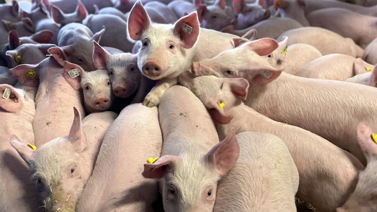 Motorschaden: Schweine in Transporter stundenlang ohne Wasser