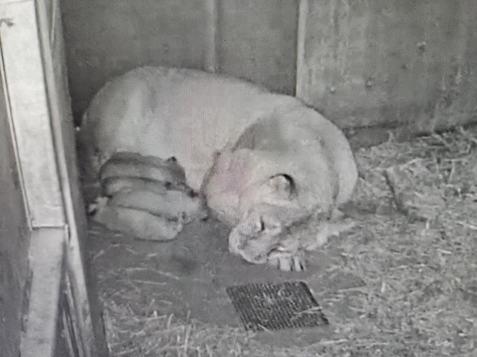 Schwarz-weißes Kamerabild, auf dem eine Löwenmutter und vier Löwenbabies zu sehen sind.